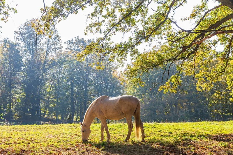 Horse on a pasture in autumn, Jutta-Park Grimma, Saxony, Germany