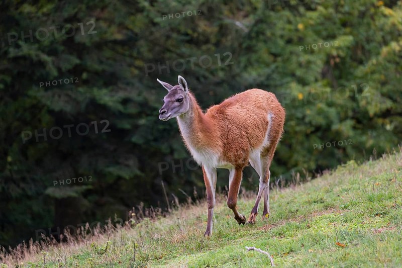 One male guanaco (Lama guanicoe) walks over a meadow on hilly ground