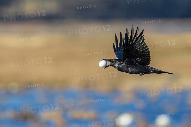 Northern Raven (Corvus corax) flying with goose egg in its beak, Lower Saxony, Germany