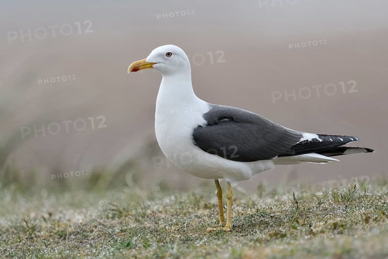 Gelbe Beine... Heringsmöwe *Larus fuscus* im Portrait