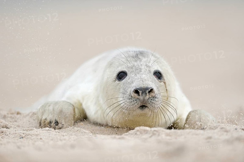 Grey seal (Halichoerus grypus), young animal crawls through the sand on the beach of Helgoland, looking for its mother, looks sad, woolly white fur, lanugo, baby grey seal, baby animal, cute baby animals, funny, humour, Helgoland, Schleswig-Holstein, Germany