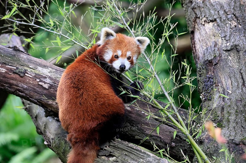 Western Red panda (Ailurus fulgens), adult, on tree trunk, Himalayas, Central Asia