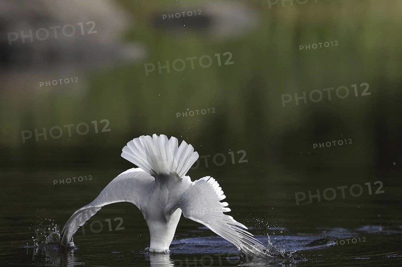 Mew Gull (Larus canus) flying, Sweden