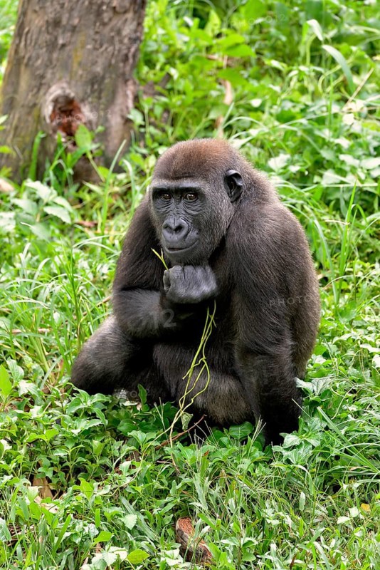 Western Lowland Gorilla (Gorilla gorilla gorilla), captive, South-West Region, Cameroon