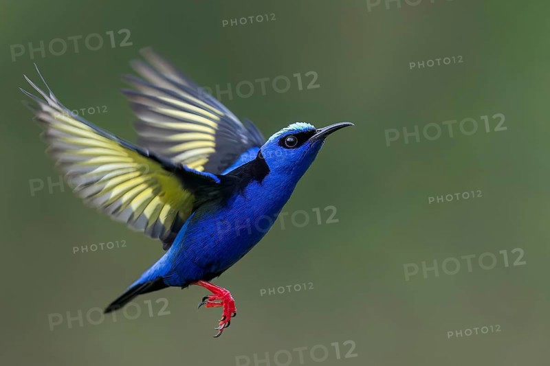 Red-legged Honeycreeper (Cyanerpes cyaneus) flying in Costa Rica