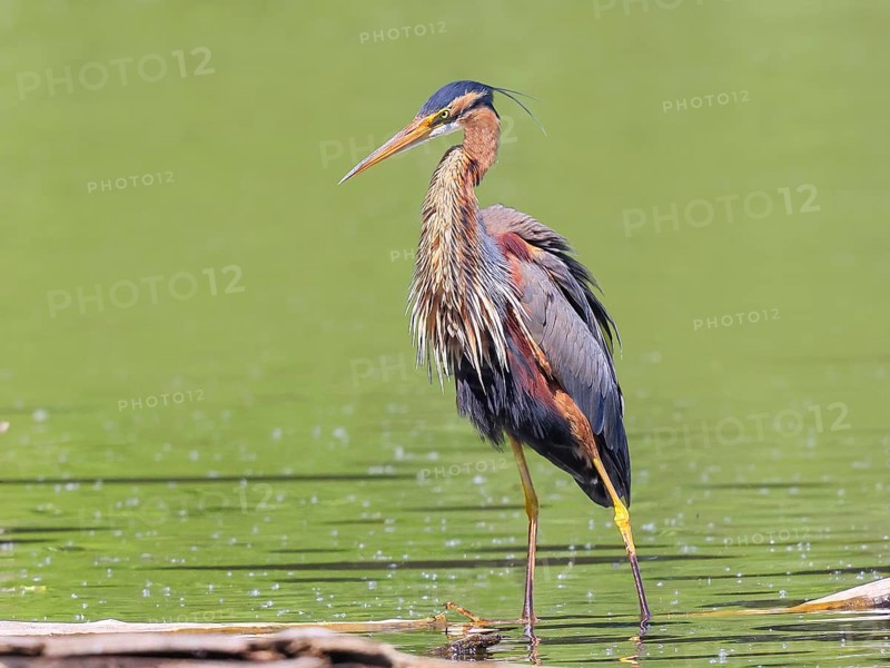 Purple heron (Ardea purpurea), standing attentively on a branch in the water, wildlife, birds, heron, rare breeding bird, migratory bird, Waghäusel, Baden-Württemberg, Germany