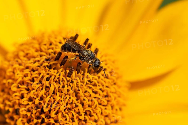 Wild bee (Osmia bicolor) collects pollen from a yellow flower, macro photograph, Ternitz, Lower Austria, Austria