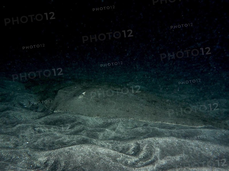 Butterfly ray (Gymnura altavela) resting on the sandy bottom at night, Playa dive site, Los Cristianos, Tenerife, Canary Islands, Spain
