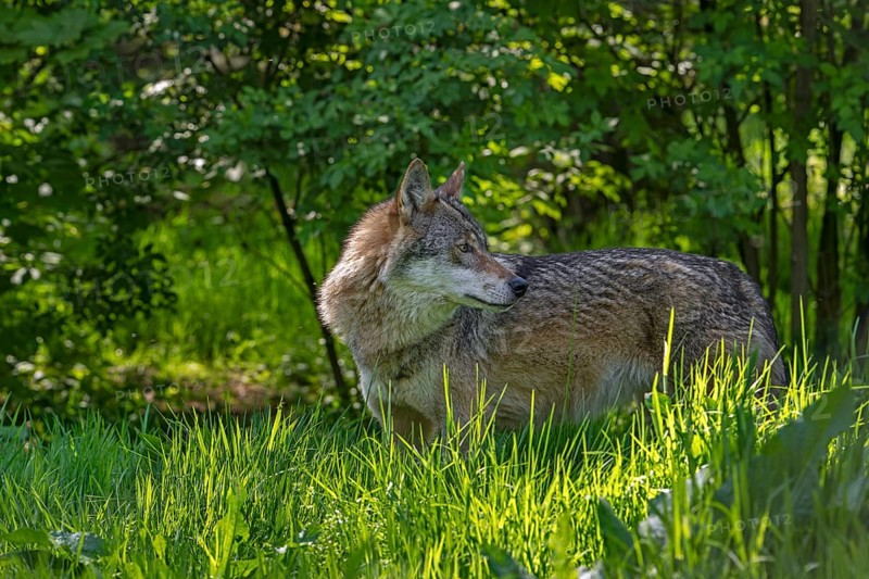 Eurasian wolf, European grey wolf (Canis lupus lupus) looking backward in thicket, underbrush at edge of forest