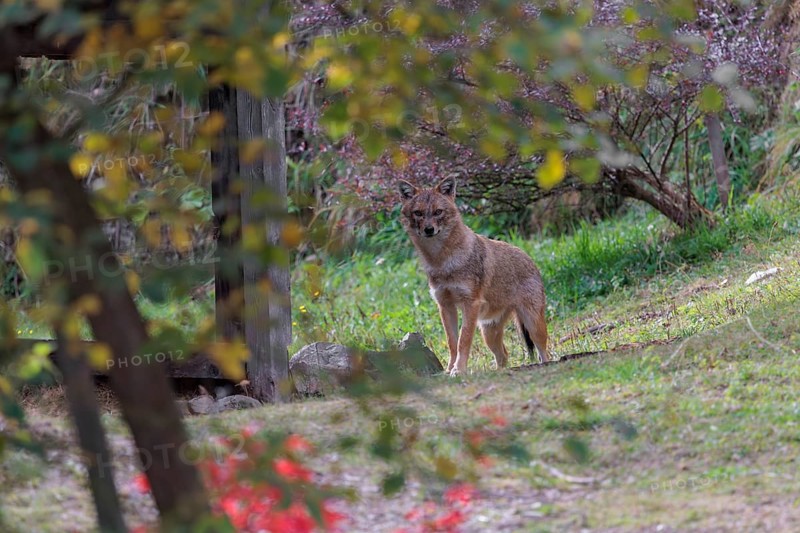 A golden jackal (Canis aureus) stands on a green meadow between bushes and rocks