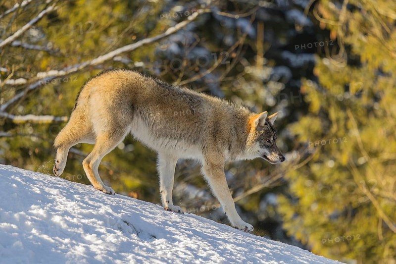 A young grey wolf (Canis lupus lupus) runs across the sloping, snow-covered meadow at the edge of a forest on a cold, sunny day