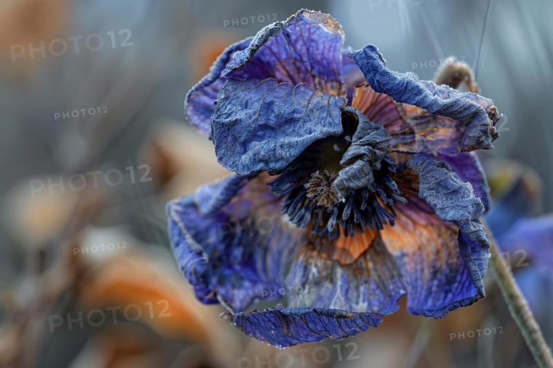 Purple withered dry flower. KI generiert, generiert, AI generated
