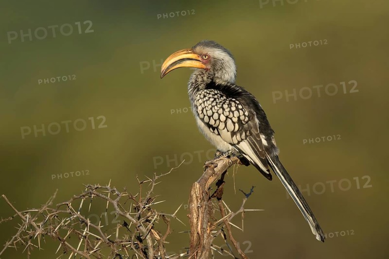 Geelsnaveltok zittend op struik, Southern Yellow-Billed Hornbill sitting on branch