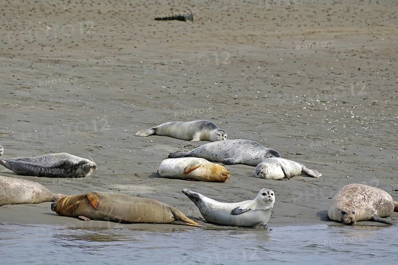 Several seals resting on a sandy beach in a coastal landscape, Fanö, North Sea, Jutland, Denmark