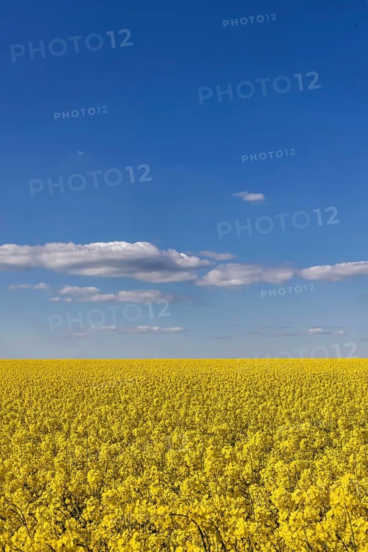 Rape field in bloom against a blue sky with clouds. Landscape near Dornstadt Baden-Württemberg, Germany