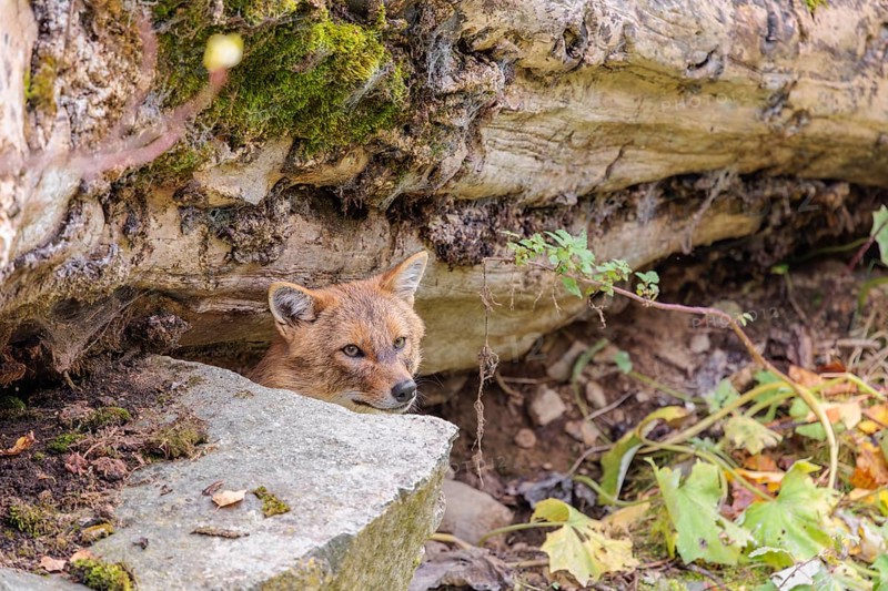 A golden jackal (Canis aureus) rests behind a rock under a rotting tree