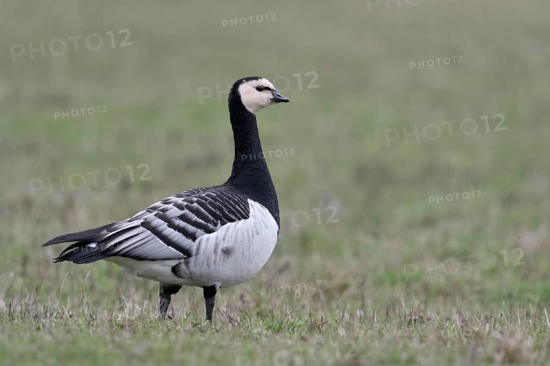 Sehr aufmerksam... Nonnengans *Branta leucopsis* auf den Wiesen am Niederrhein