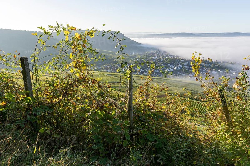 An overgrown vineyard with a view of a village in the mist, surrounded by hills and illuminated by the morning sun, organic vineyard, Korb-Steinreinach, Remstal, Baden-Württemberg, Germany