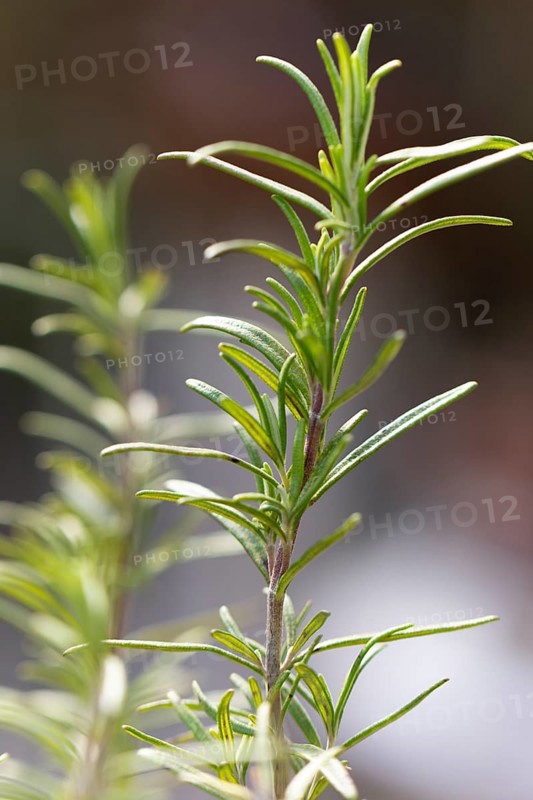 Close-up of green rosemary branch (Salvia rosmarinus) in the garden under natural light, Neunkirchen, Lower Austria, Austria