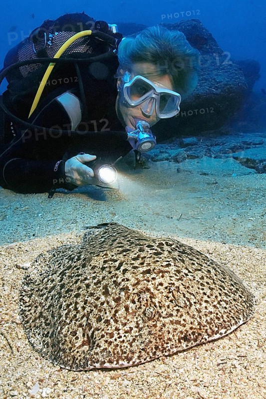 Diver Scuba diver observes illuminated at close range while scuba diving Electric marble trembling ray (Torpedo marmorata) Electric ray Electric ray Torpedo ray Torpedo ray dangerous marine animal lies well camouflaged on sandy seabed lurking for prey, East Atlantic, Fuerteventura, Canary Islands, Spain