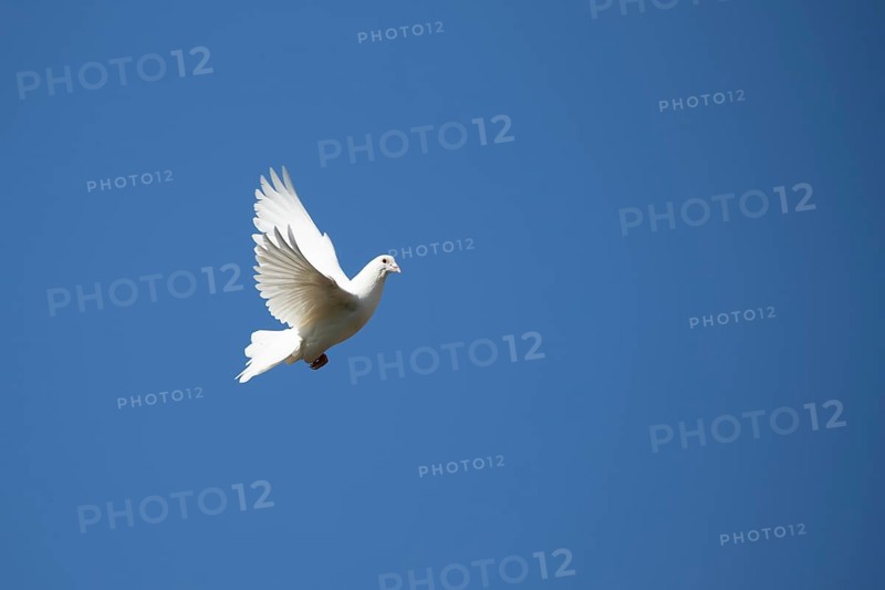 White or Release dove (Columba livia domestica) adult bird flying against a blue sky, England, United Kingdom