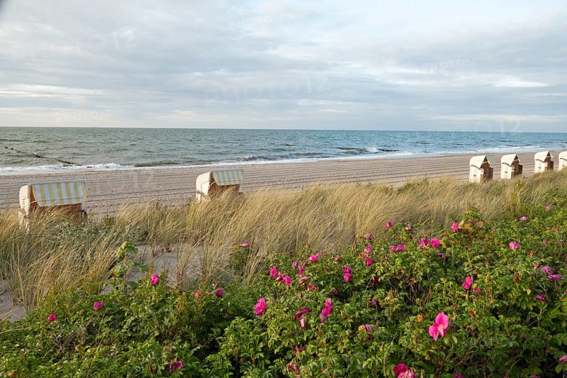 Potato rose (Rosa rugosa), beach chairs, Baltic Sea, Baltic seaside resort, Kühlungsborn, Rostock district, Mecklenburg-Western Pomerania, Germany
