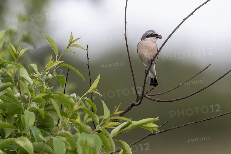 Red-backed shrike (Lanius collurio), Emsland, Lower Saxony, Germany