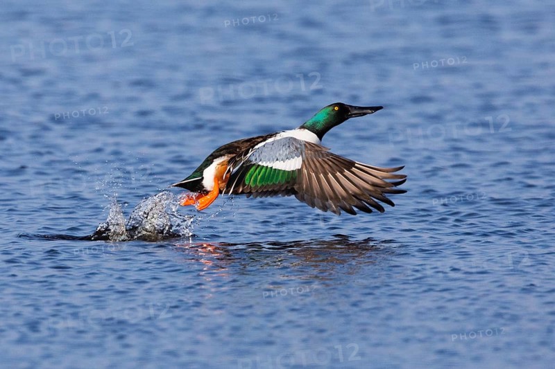 Northern Shoveler (Anas clypeata), male duck taking off in flight from lake, in display flight, island of Texel, Holland