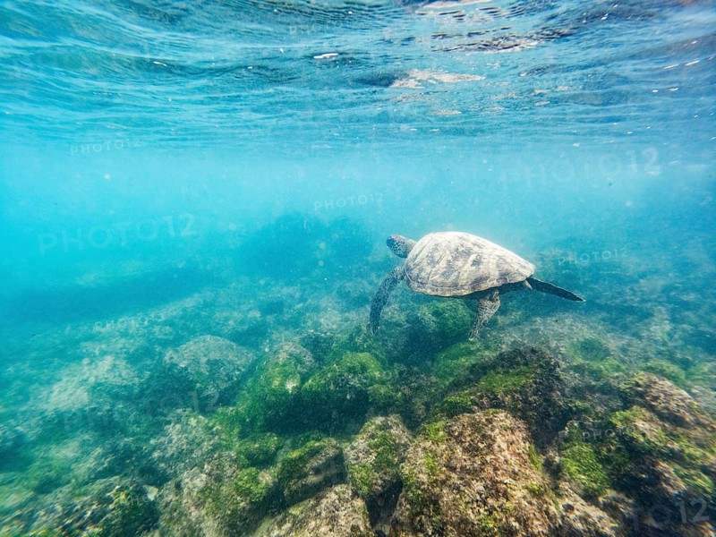 Green turtle (Chelonia mydas), underwater, Galapagos, Ecuador