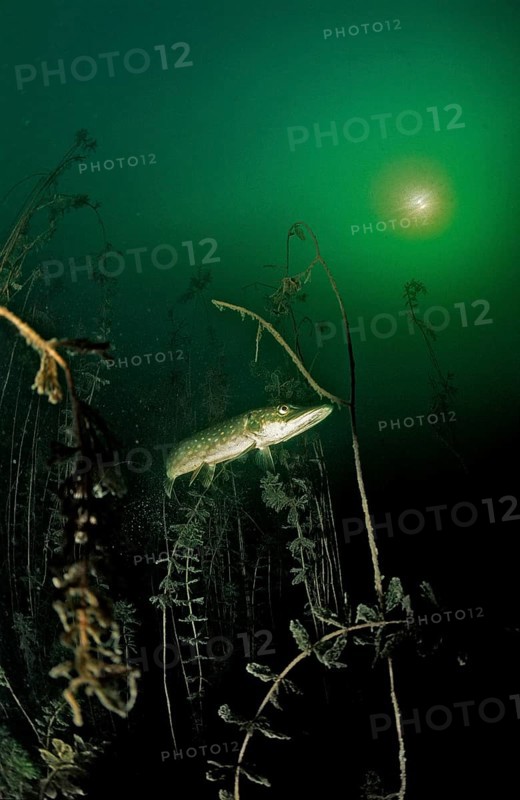 Pike, Esox lucius, Germany, Bavaria