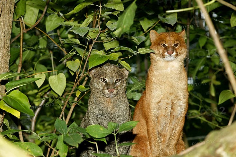 Jaguarundi, herpailurus yaguarondi, Adults standing on Branch