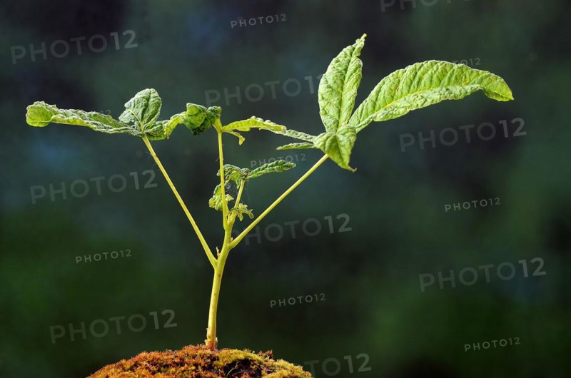 Horse chestnut stretches up its first leaves