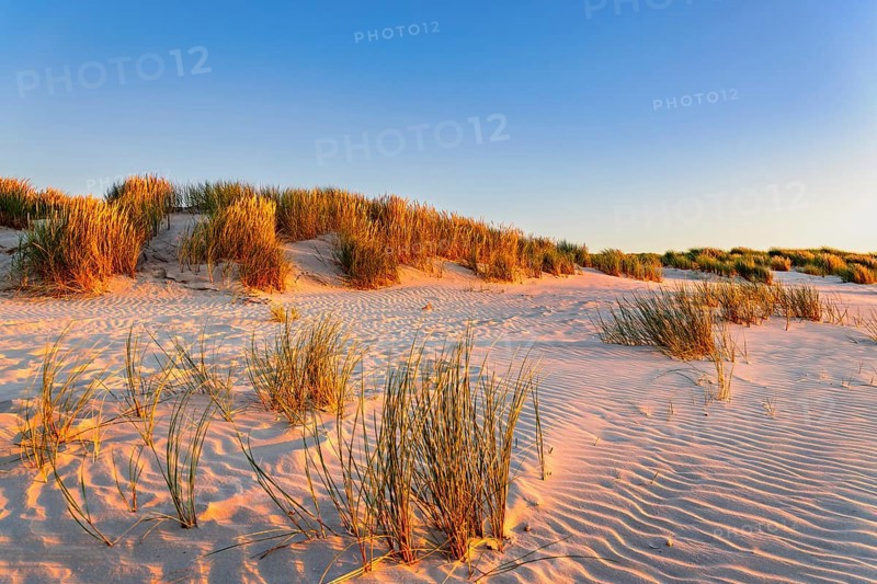 Dunes at sunset on the beach of Juist, East Frisian Islands, Germany
