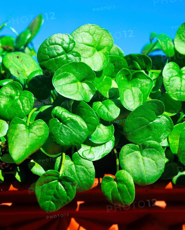 Spoonbane, true spoonwort (Cochlearia officinalis), scurvy, bittercress, spooncress, spoonwort