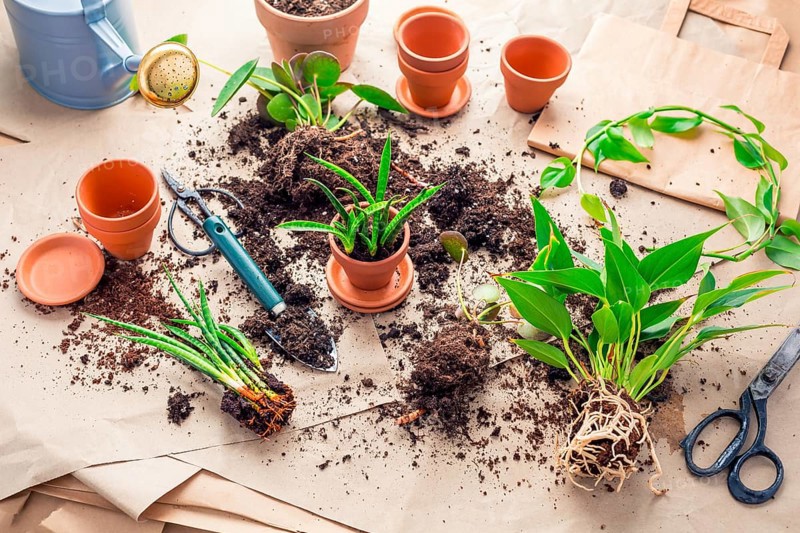 Plant propagation and replanting house plant concept with flowerpots, soil and gardening tools