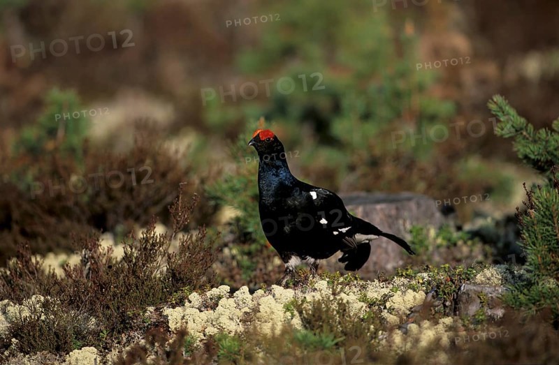 Black grouse, black grouse (Lyrurus tetrix, Tetrao tetrix)