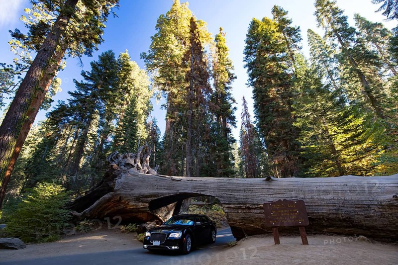A car drives thru the famous Tunnel Log in Sequoia National Park, California, USA