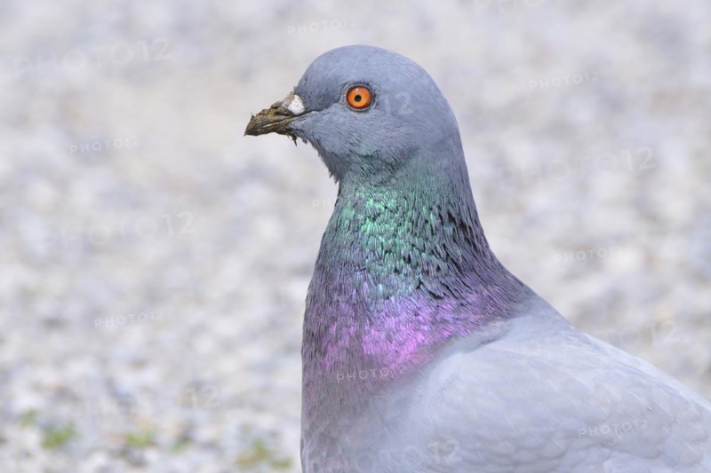 Rock Pigeon, Street Pigeon, Domestic Pigeon, Pigeon, Europe, European