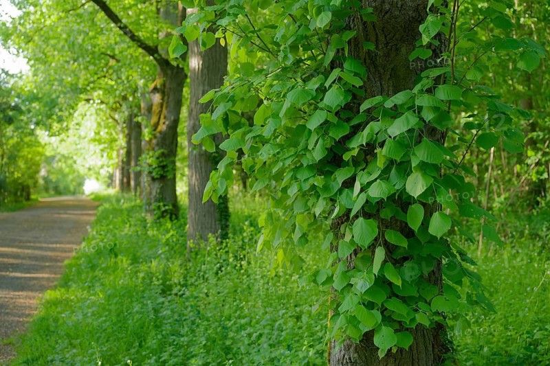 Linden avenue on the Friedensberg, peace, lime tree (Tilia), deciduous tree, foliage, spring, avenue, tree avenue, walk, local recreation area, Kocher, Kocher valley, spring, May, nature park Schwäbisch-Franconian Wald, Schwäbisch Hall, Hohenlohe, Germany