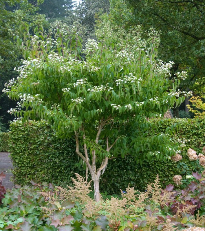 Seven Sons of Heaven shrub (Heptacodium miconioides), Rhododedronpark Bruns, Gristede, 81