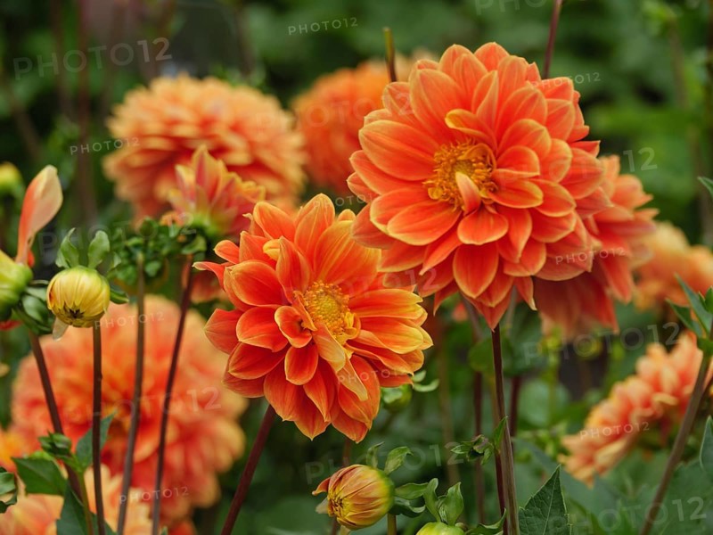Close-up of orange dahlias blooming in a lush garden, Blooming dahlias in different colours in a garden, legden, germany