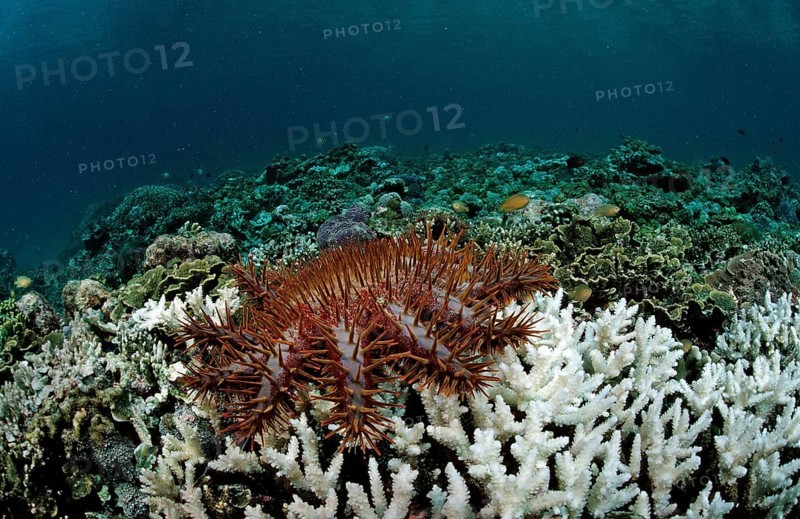 Crown-of-thorns starfish eating stony coral, Acanthaster planci, Komodo National Park, Indian Ocean, Indonesia