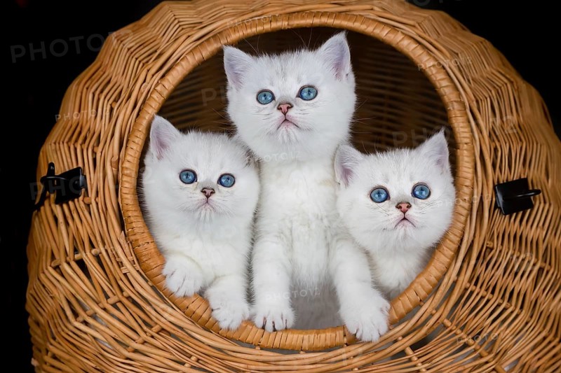 Three young white cats in wicker basket