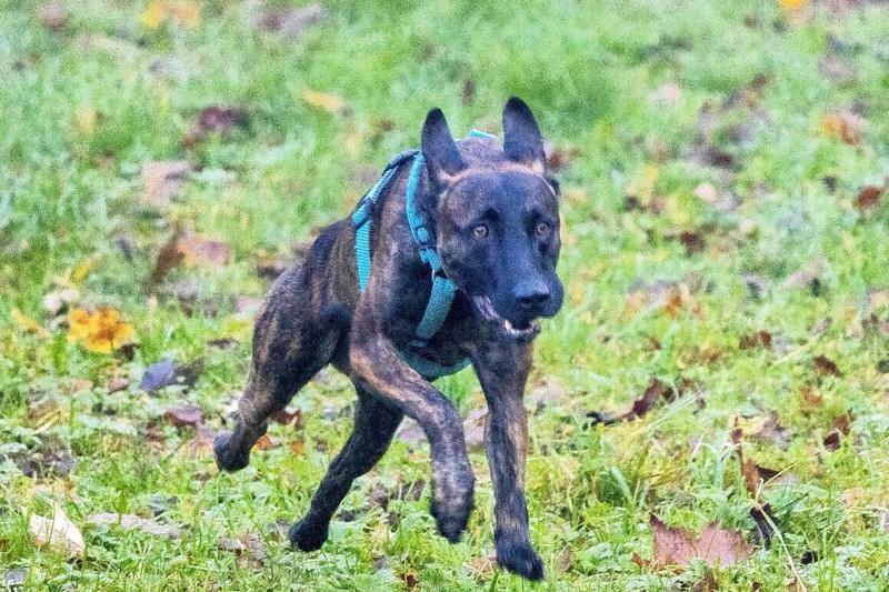 A powerful police dog, a Malinois shepherd, stands at attention. The dog is about two years old, with a well-trained, athletic build. His coat is short and thick, in the typical brown and black colours often found on service dogs. His ears are pricked up and his eyes look alert and focussed, as if he is ready to follow orders at any time