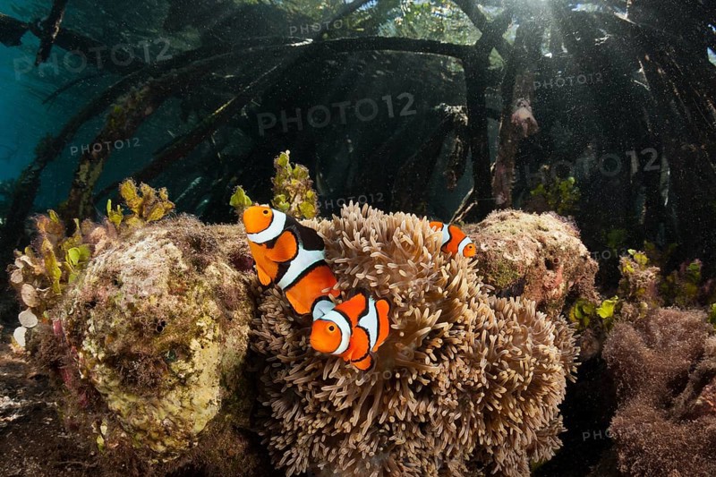 Clown anemonefish in mangroves, Amphiprion percula, New Ireland, Papua New Guinea
