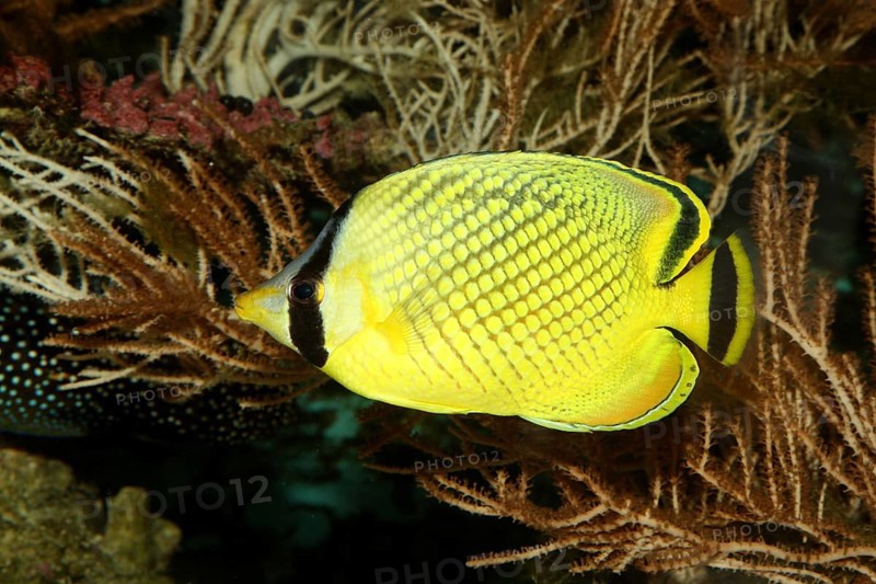 Large scale butterflyfish (Chaetodon rafflesi), lateral, detached