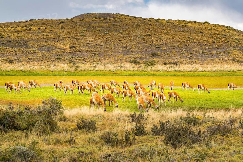 Herd of Guanaco grazing in the green pasture at Torres del Paine National Park in Chilean Patagonia, Chile