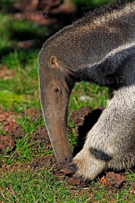 Giant anteater (Myrmecophaga tridactyla), Pantanal, Brazil, adult, feeding, termites, termite mound, termite burrow, portrait