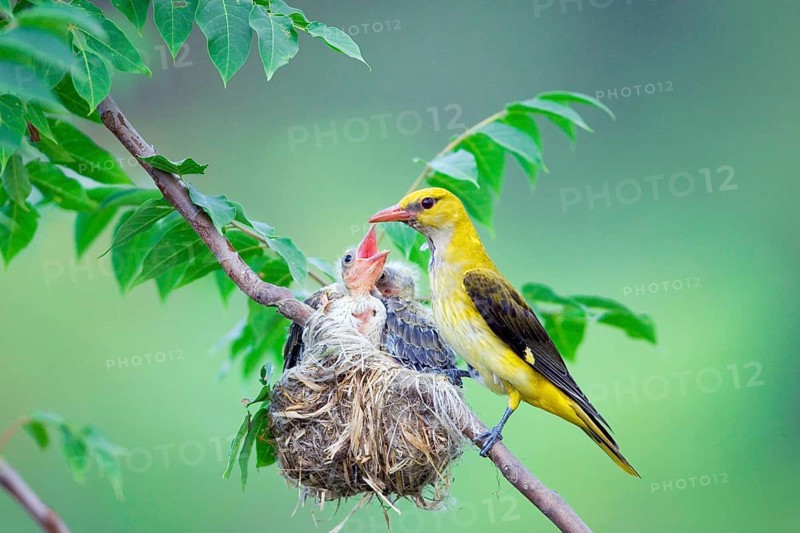 Eurasian Golden Oriole (Oriolus oriolus), female at nest with chicks, Pentecost bird, Bulgaria