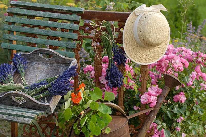 Dried Lavender, Roses and (Nasturtium) in rusty watering can with old garden chair and hat, Dried lavender, roses and nasturtium in rusty watering can with old garden chair and hat